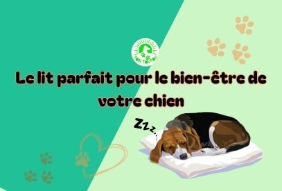 Les-avantages-d-un-lit-pour-chien