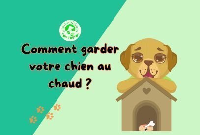 Les-aventages-d-une-niche-pour-chien