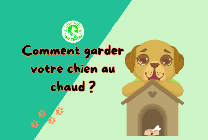 Niche du chien indispensable pour son bien-être