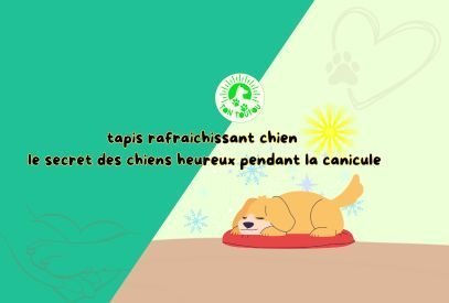 Tapis rafraichissant chien le secret des chiens heureux pendant la canicule