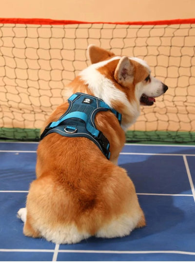 harnais-chien-tontoutou