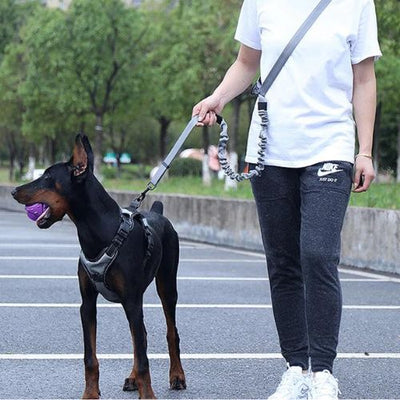 laisse-pourchien-tontoutou