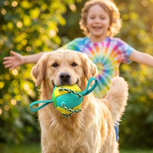 Un chien Golden Retriever fier tient dans sa gueule la balle interactive pliable jaune et turquoise avec ses cordes, un enfant souriant bras ouverts en arrière-plan, dans un jardin ensoleillé.