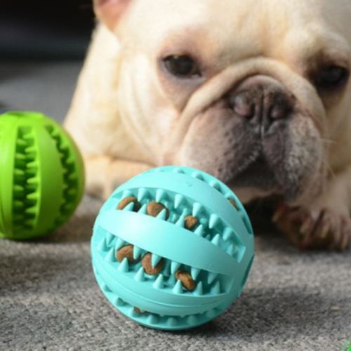 Un Bouledogue français est occuper d'un ballon à friandises et mastication