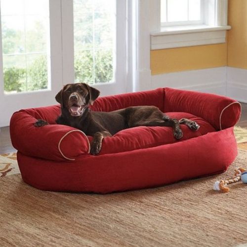Labrador allongé paisiblement sur un canapé pour chien rouge élégant et moelleux
