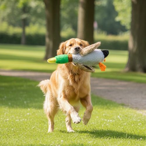 Golden Retriever courant en extérieur avec le doudou pour chien en forme de canard