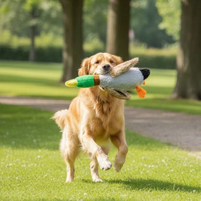 Golden Retriever courant en extérieur avec le doudou pour chien en forme de canard