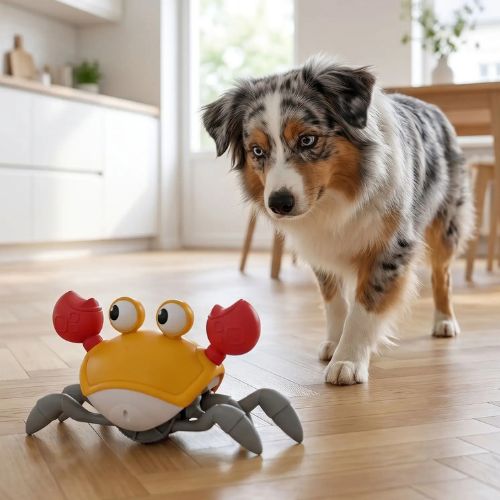 Jouet chien interactif en forme de crabe orange, observé par un Berger Australien curieux dans une cuisine lumineuse.