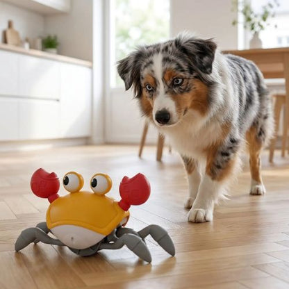 Jouet chien interactif en forme de crabe orange, observé par un Berger Australien curieux dans une cuisine lumineuse.