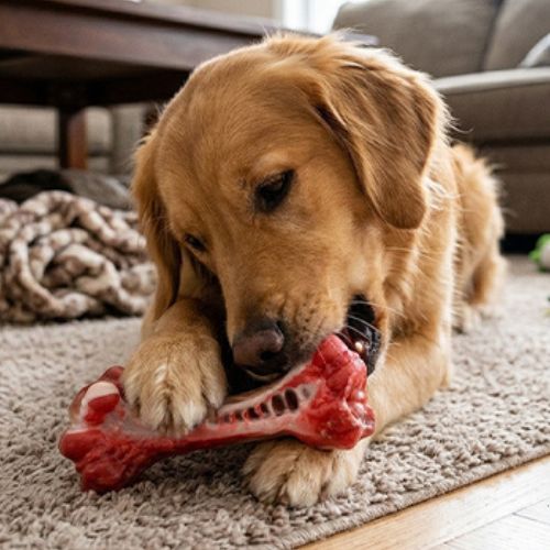 Chien brun rongeant un jouet chien en forme d'os rouge sur un tapis de salon en bois