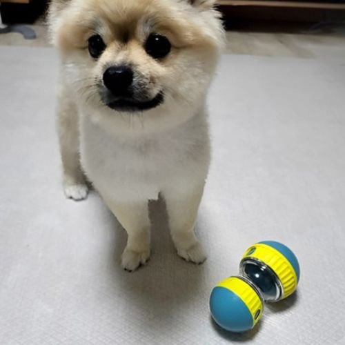 Chien à poils longs regardant un jouet pour chien interactif posé au sol