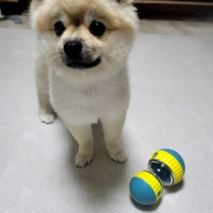 Chien à poils longs regardant un jouet pour chien interactif posé au sol