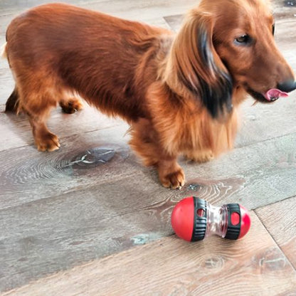 Petit chien jouant près d’un jouet pour chien rouge posé sur un sol en bois
