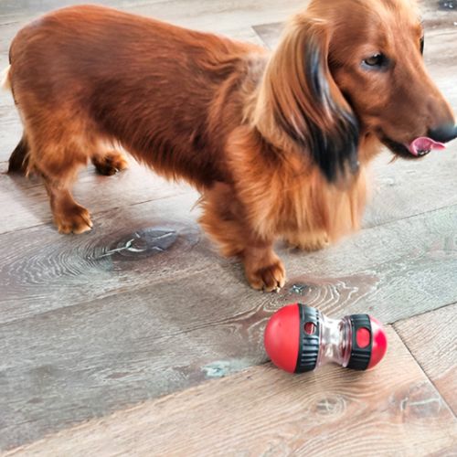 Petit chien jouant près d’un jouet pour chien rouge posé sur un sol en bois