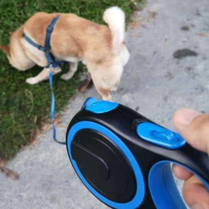 Un Shiba Inu énergique tenu par une laisse pour chien bleu résistante, parfaite pour les sorties actives sous le soleil.