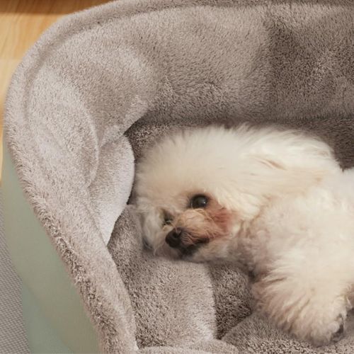 Panier Chien | Calinou™