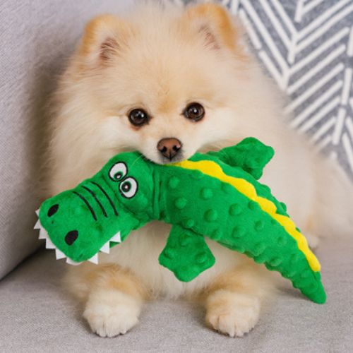 Petit chien de race Spitz tenant dans sa gueule une peluche pour chien crocodile verte