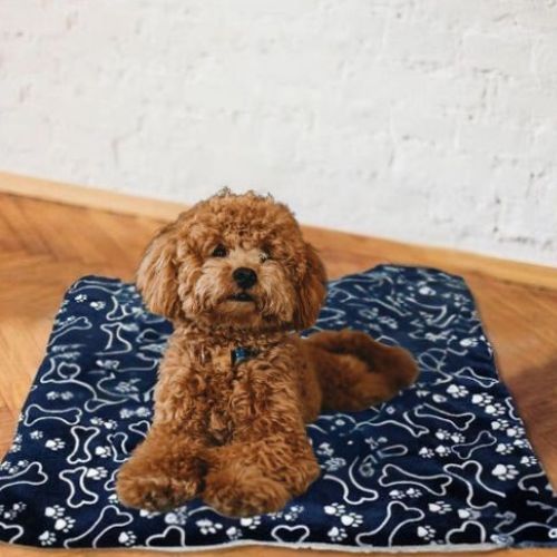 Un Caniche marron allongé tranquillement sur un tapis pour chien bleu en polaire doux et pliable offre un sommeil réparateur