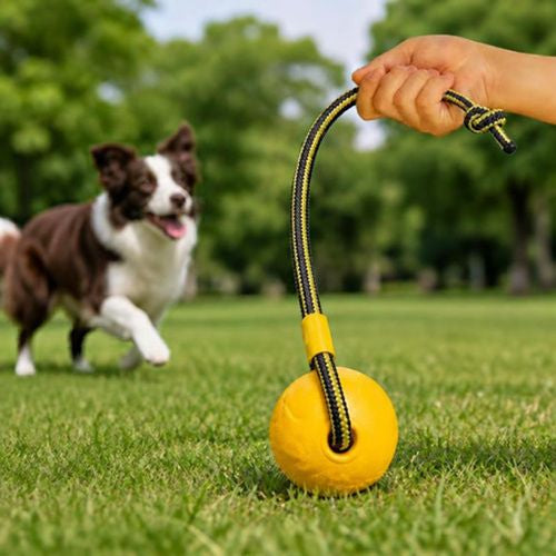 Chien courant vers une balle avec corde chien suspendue dans l'herbe.