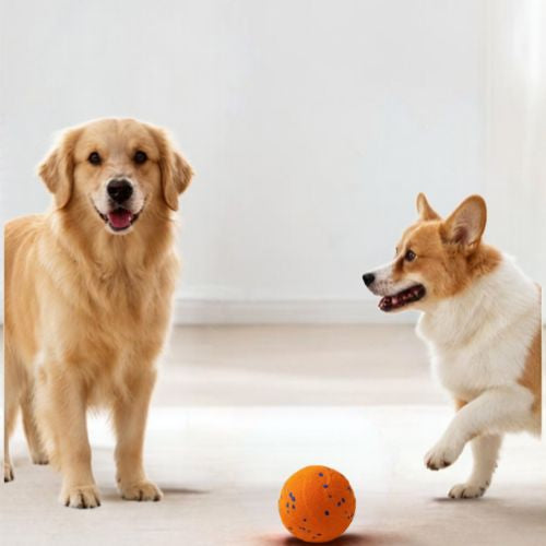 Deux chiens jouent avec une balle chien orange lors d’un jeu en intérieur