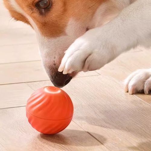 Un petit chien (type Corgi) s'apprête à jouer avec une balle pour petit chien de couleur orange sur un parquet