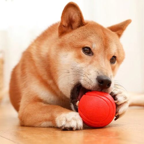 Un chien Shiba Inu mordillant une balle indestructible pour chien de couleur rouge à la maison.