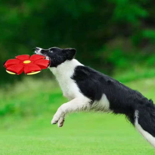 Balle pour chien Frisballe transformée en frisbee rouge attrapée en plein vol par un Border Collie