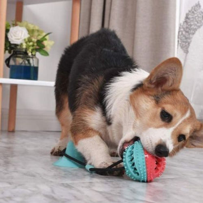 chien en mouvement tirant sur une balle pour chien fixée par ventouse au sol