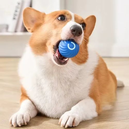 Un petit chien (Corgi) heureux tenant dans sa gueule une balle pour petit chien interactive et lumineuse de couleur bleue.