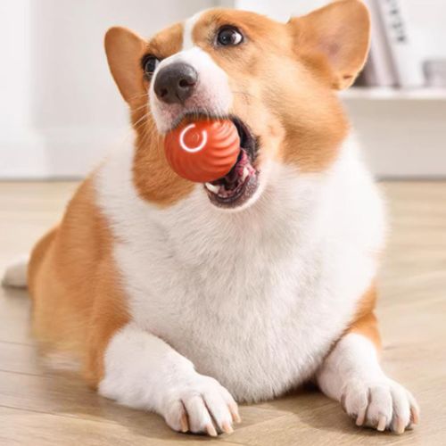 Un petit chien (Corgi) joyeux tenant dans sa gueule une balle pour petit chien interactive et lumineuse de couleur orange.