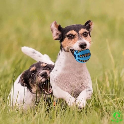 ballon-pour-chien-a-friandise-bleu