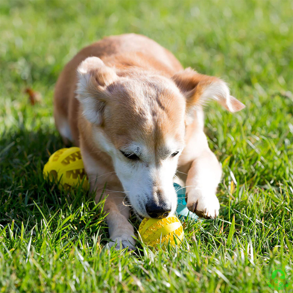 ballon-pour-chien-indestrcutible