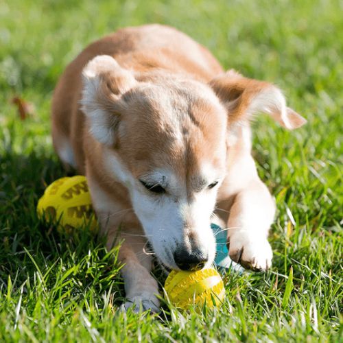 Un chien occupé a jouer avec un ballon pour chien à friandises à l'extérieur