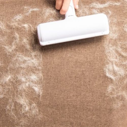 brosse anti poils chien nettoie un canapé beige plein de poils d'animaux