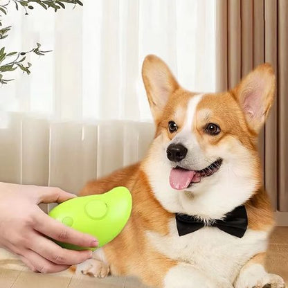 Un Weleh Corgi avec un collier en papillon noir content de voir un brosse pour chien à vapeur en silicone vert