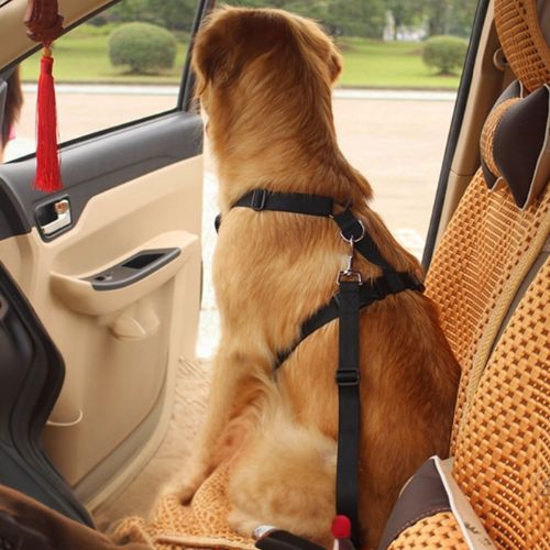 Un gros chien assis sur le siège de voiture attaché avec une ceinture de sécurité pour chien résistante noir