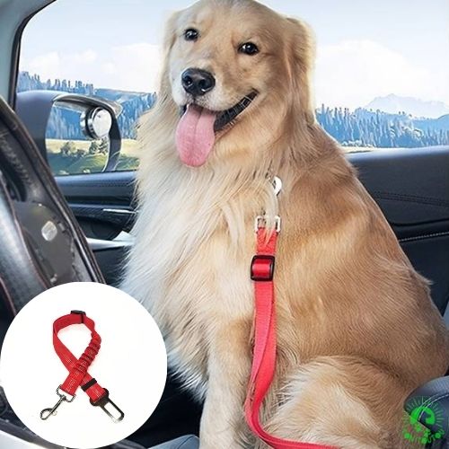 ceinture-de-securite-pour-chien-Rouge