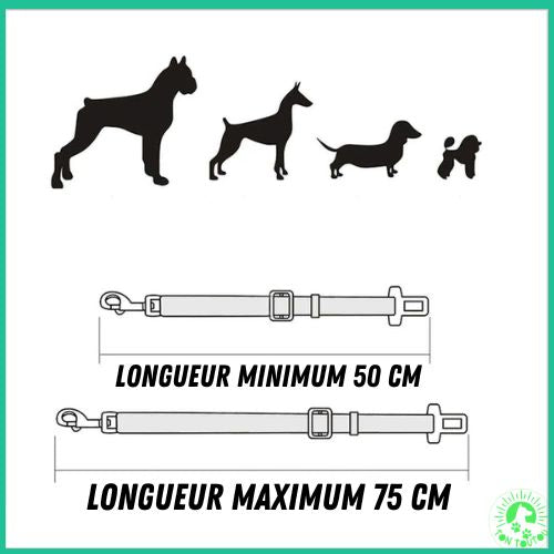 ceinture-de-securite-pour-chien-longue