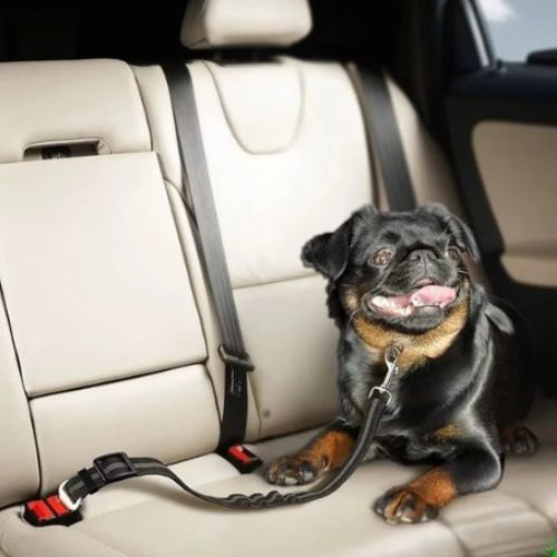 Un petit chien noir allongé sur le siège de voiture attaché avec une ceinture de sécurité pour chien réfléchissante