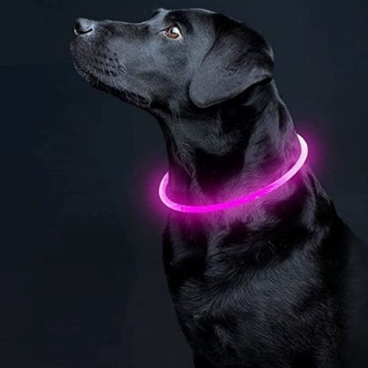 Collier lumineux chien rose pour repérer facilement votre animal la nuit