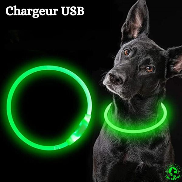 collier-lumineux-chien-USB