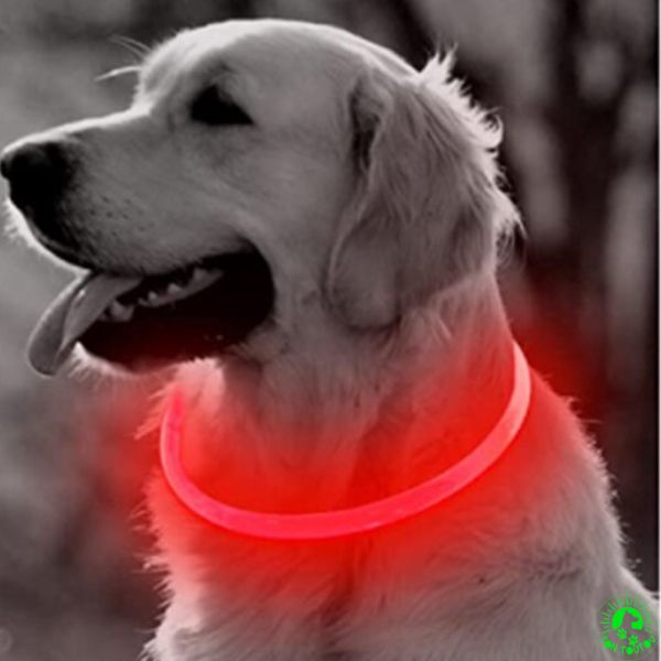 collier-lumineux-chien-rouge