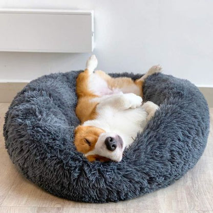 Un coussin anti stress chien posé dans une pièce lumineuse dedans un chien allongé sur le dos dort paisiblement