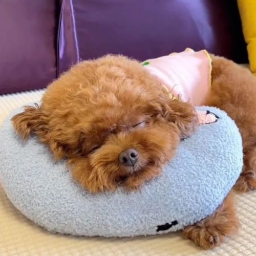 Oreiller pour chien apaisant