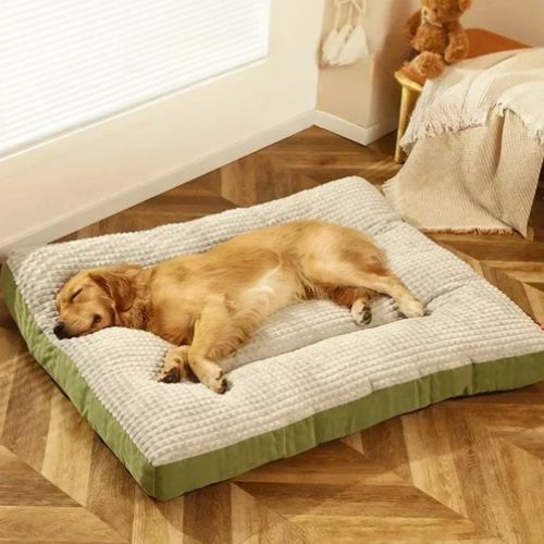 Golden retriever endormi sur un grand coussin pour chien rectangulaire gris clair avec rebords verts