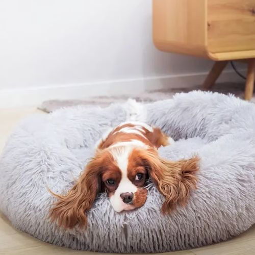 Coussin pour chien doux et apaisant avec un petit chien détendu dans un salon design