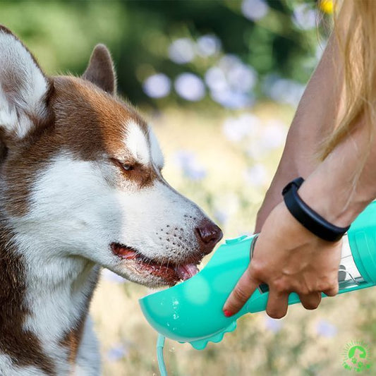 gourde-pour-chien-bleu