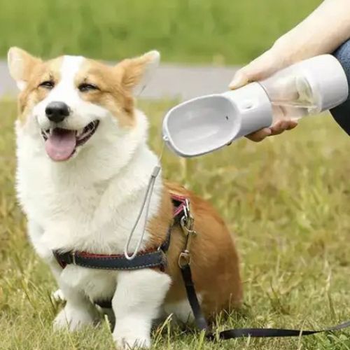 Corgi buvant de l’eau fraîche dans une gourde pour chien gris