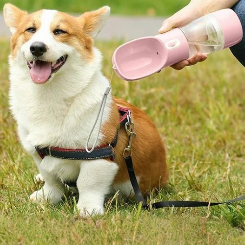 Maître donnant de l’eau à son Corgi avec une gourde pour chien rose ergonomique et légère