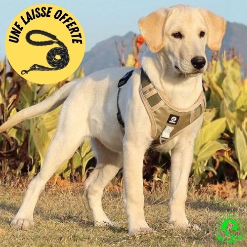 harnais-anti-traction-chien-kaki-une-laisse-offerte